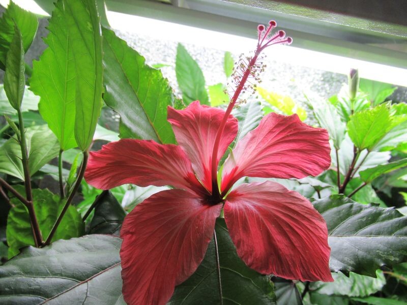 Гибискус Купера вариегатный в разные периоды может быть и чисто зелёным