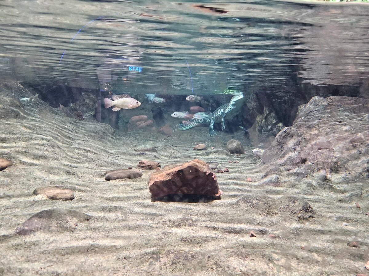 Чтобы найти крокодила, пришлось сесть на короточки: сверху он удачно маскировался за камнем