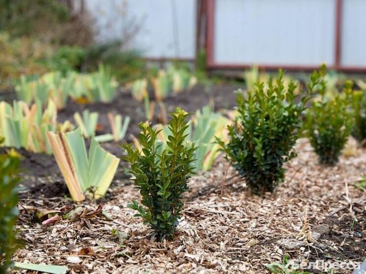     «Готовы к будущему сезону»: как соцконтракт помог белгородской семье Головиных, Фото: Елена Журавлева/БелПресса