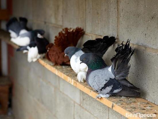     Фото: Елена Журавлева/БелПресса