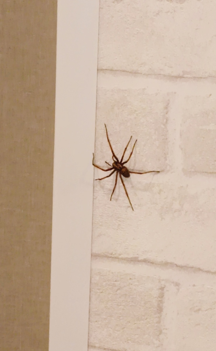 Этот друг пока среднего размера. Молодой, ещё не вырос 