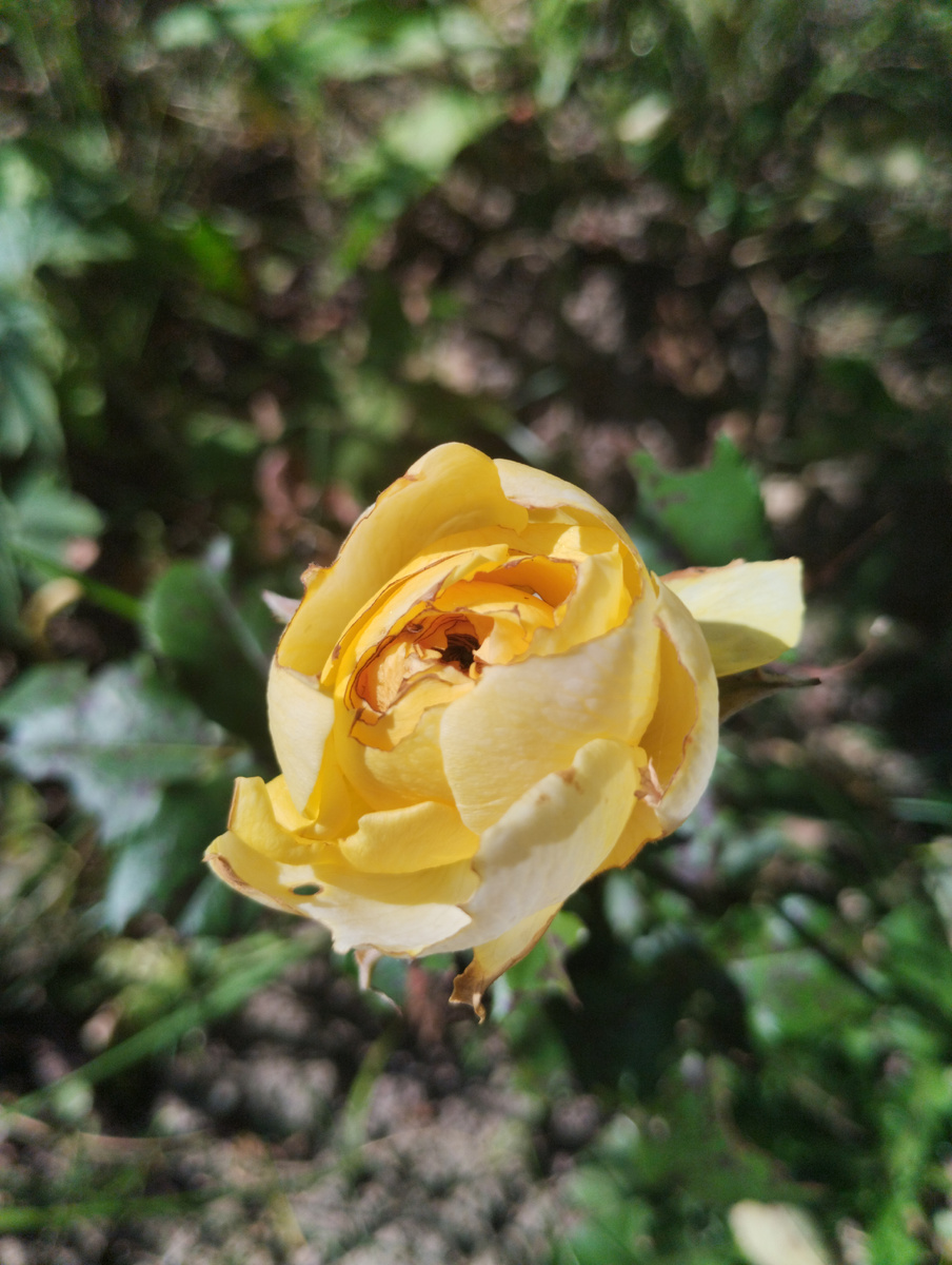 Плетистую розу повредили гусеницы.