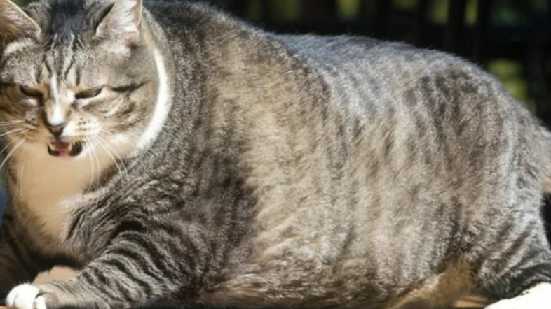 10-я порция еды за день!