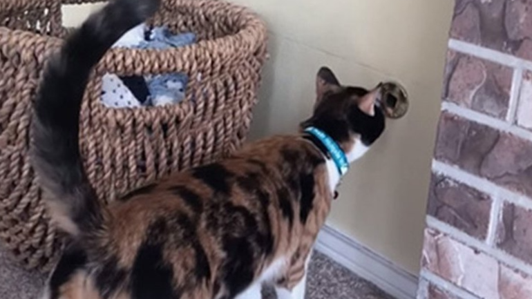 Запахло жареным!