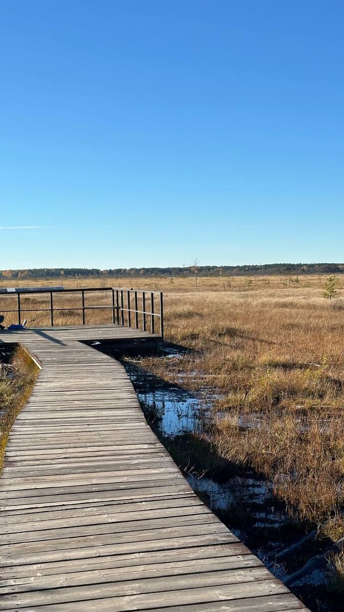 сестрорецкое болото в октябре