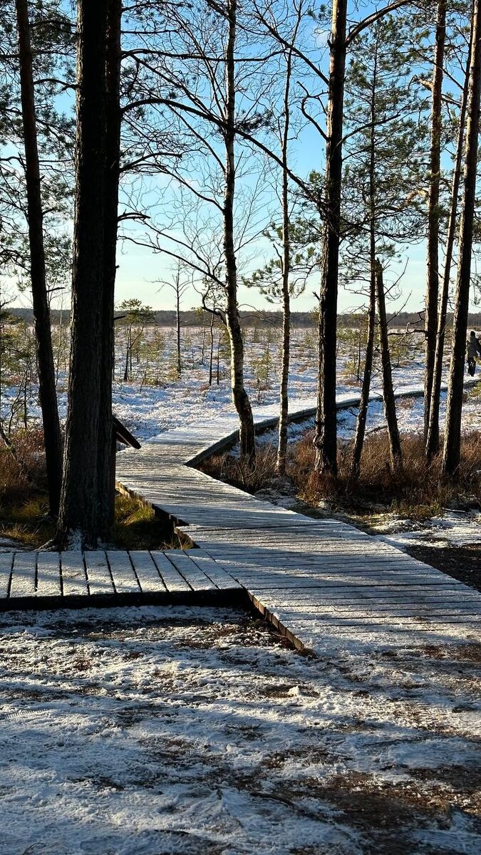 сестрорецкое болото в ноябре