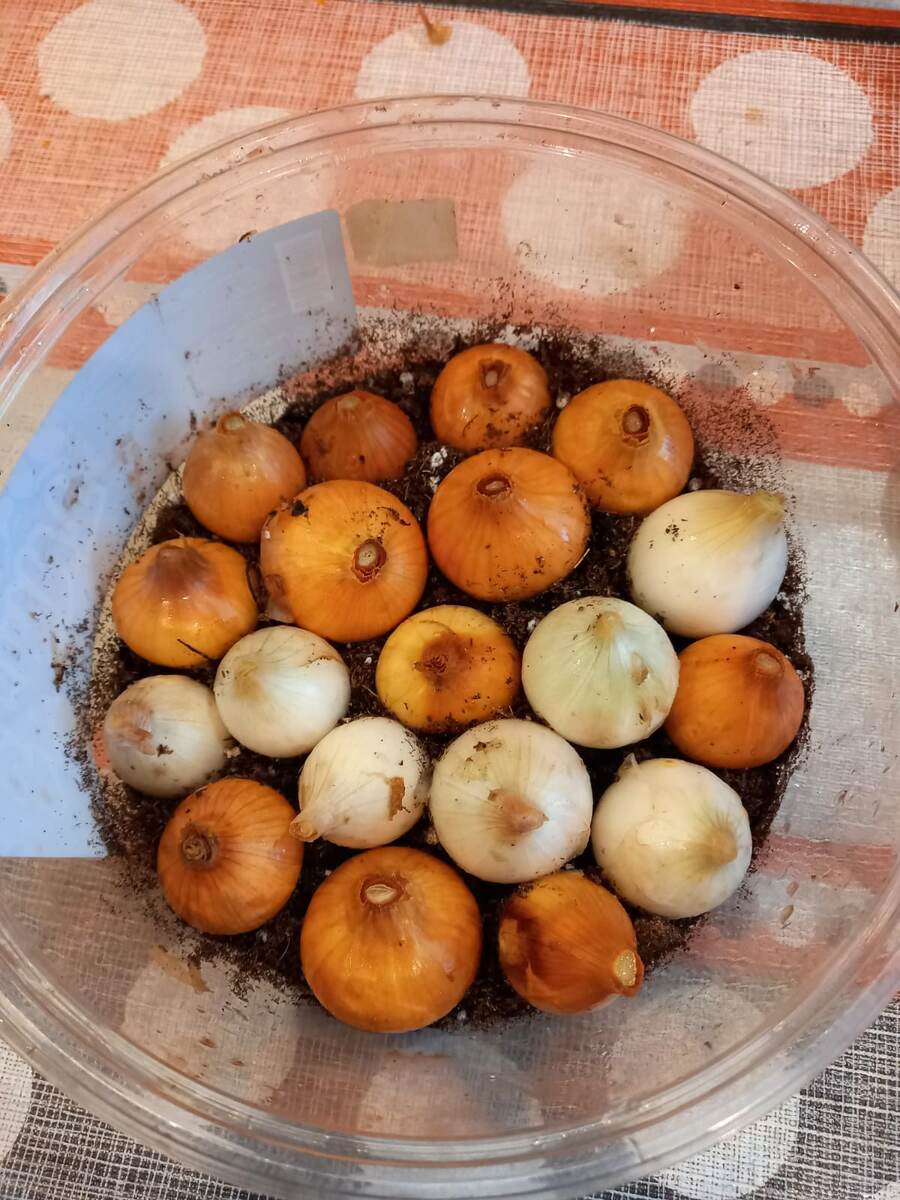 Посадка лука. Фото автора.