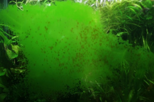 Сильное поражение GDA