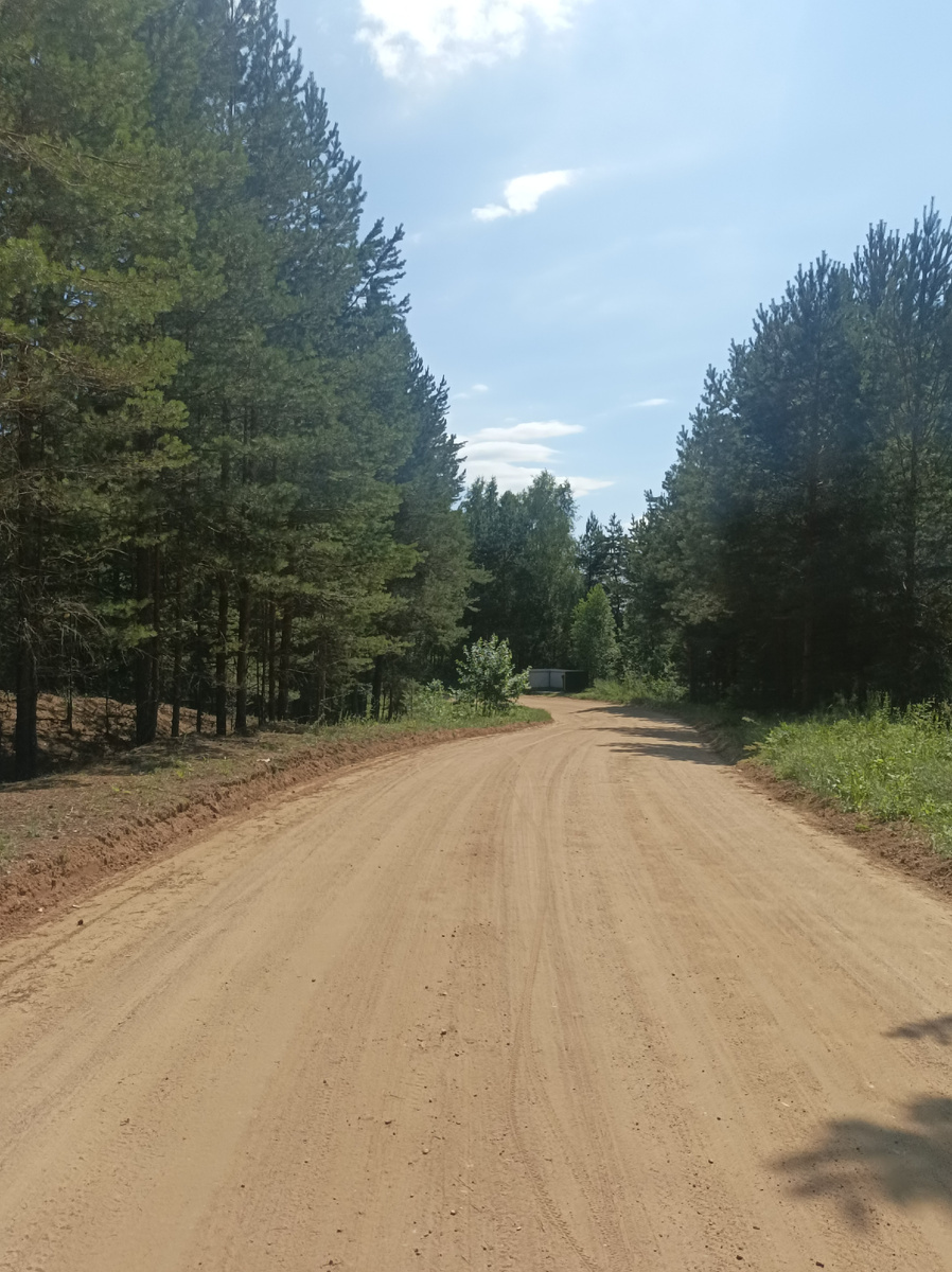 Красивые изгибы дороги в сосновом лесу.