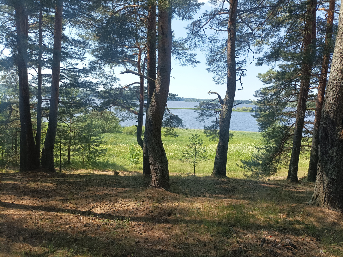 Останавливаюсь у берега в одном из таких сосновых лесов