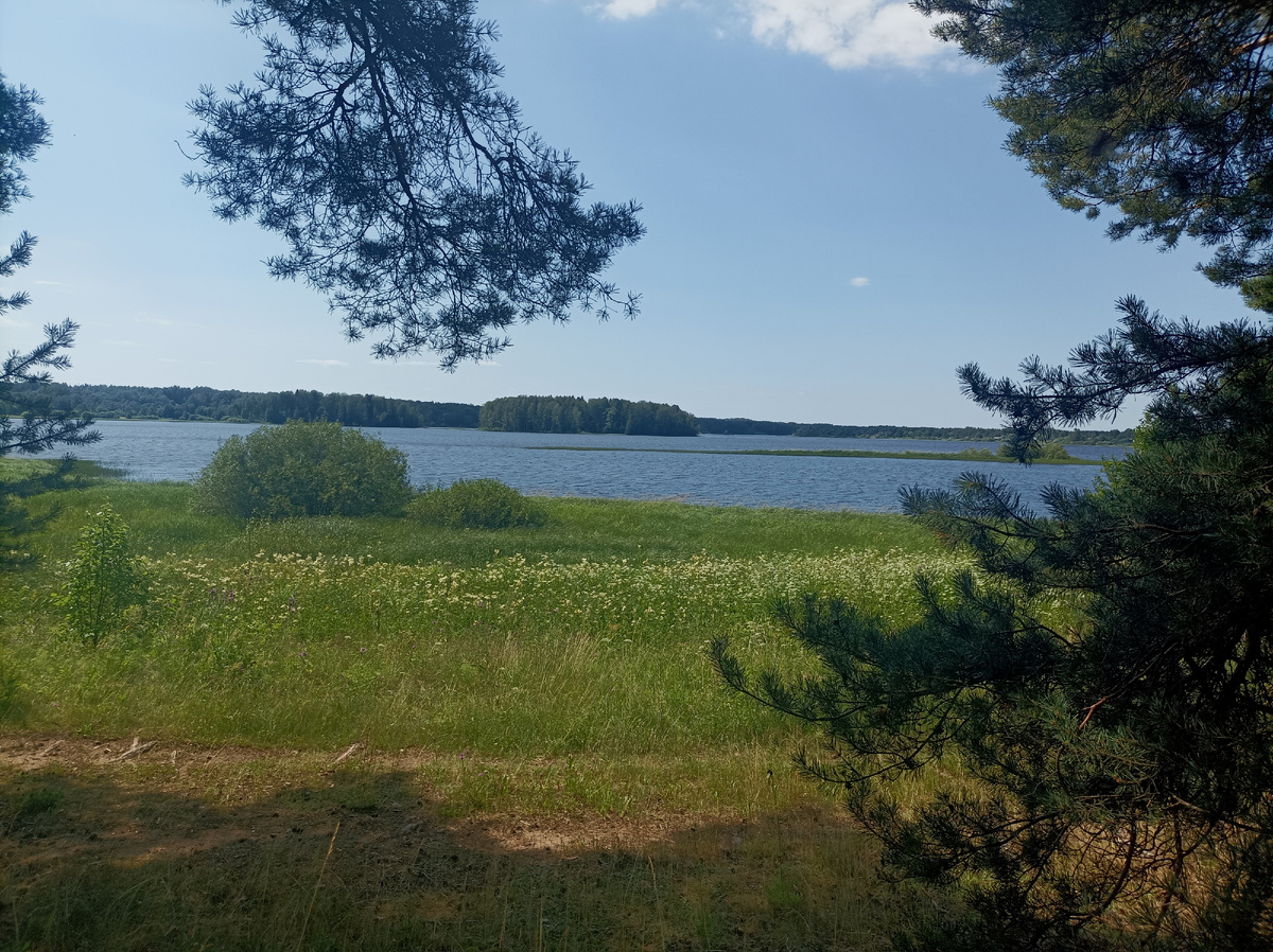 Вид на Волгу из соснового бора