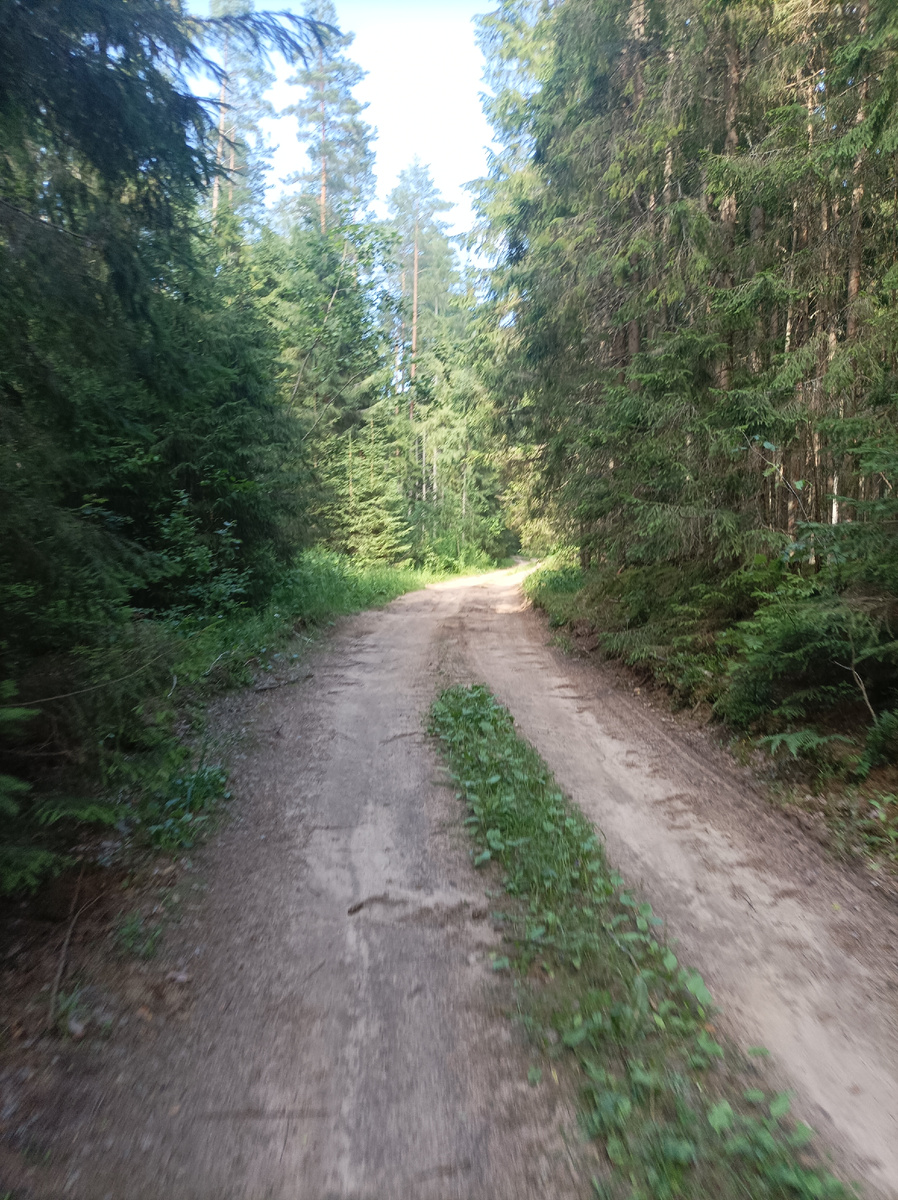 Лесной участок дороги после деревни Городок