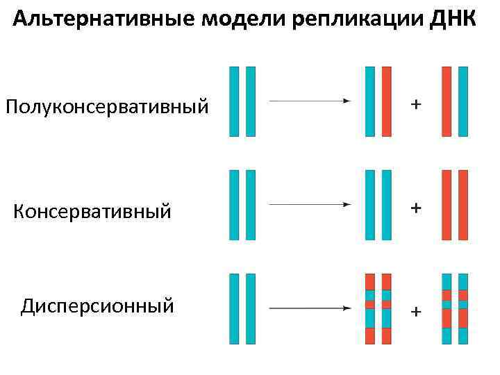 Гипотезы консервативной и дисперсионной репликации ДНК - признаны не достоверными