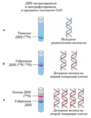 а) E.Coli выращивали на среде содержащей тольо изотоп N15    б) Бактерий поместили на среду содержащую более лёгкий N14 и соответсвенно по принципу полуконсервативности новые цепи ДНК содержали и N14 и N15 изотопы в) Благодаря нахождению на среде содержащей N14 изотопы большая часть ДНК начала содержать N14 изотопы