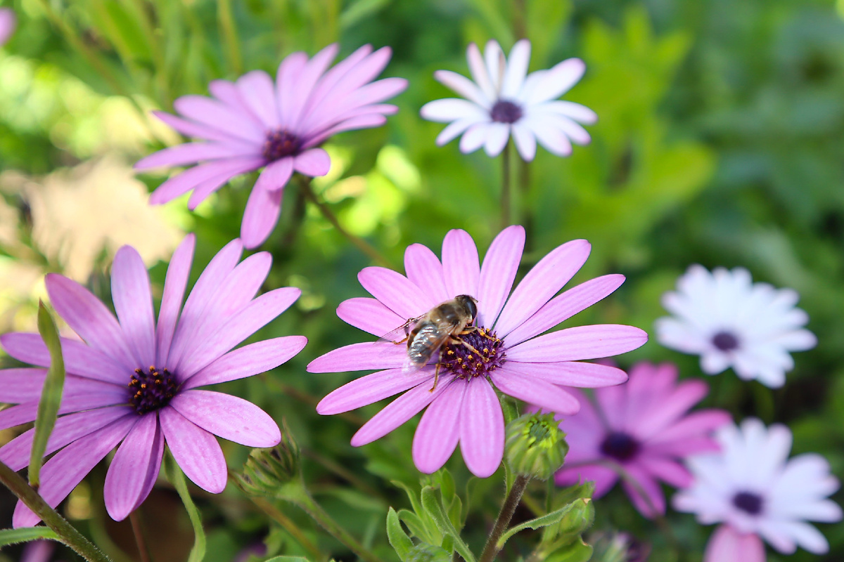 Ильница цепкая (Eristalis tenax)