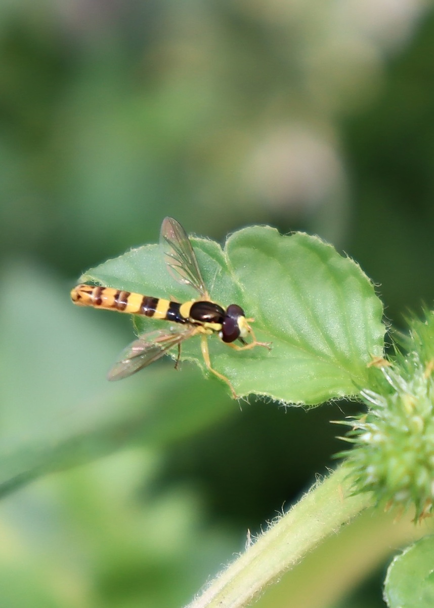 Шароноска украшенная (Sphaerophoria scripta)