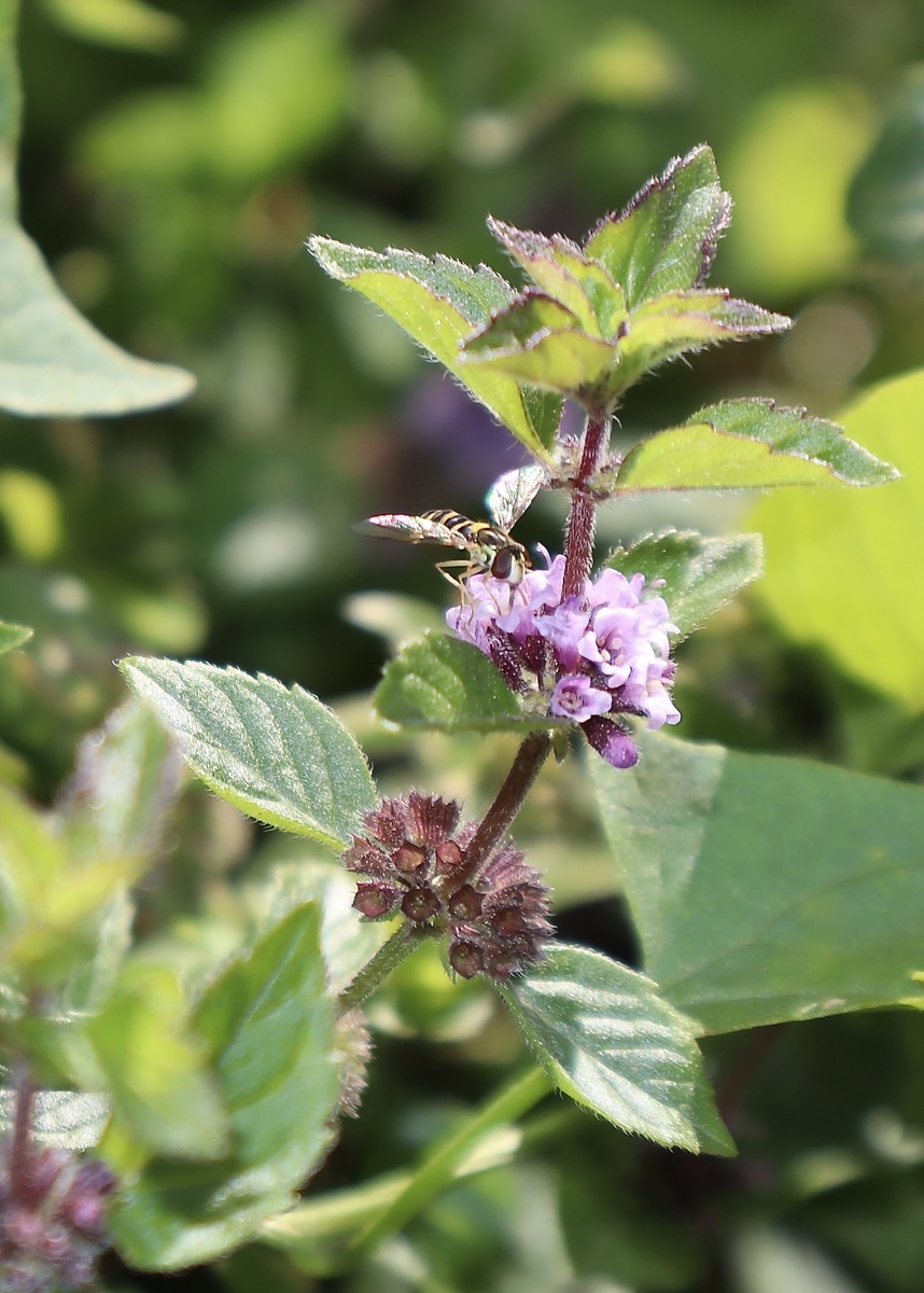 Шароноска украшенная (Sphaerophoria scripta)
