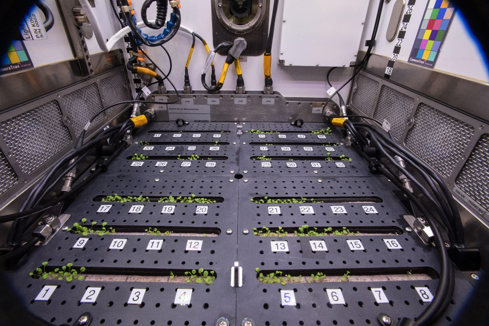 Корневой модуль с растениями по эксперименту Plant Habitat. Фото: nasa.blog.com