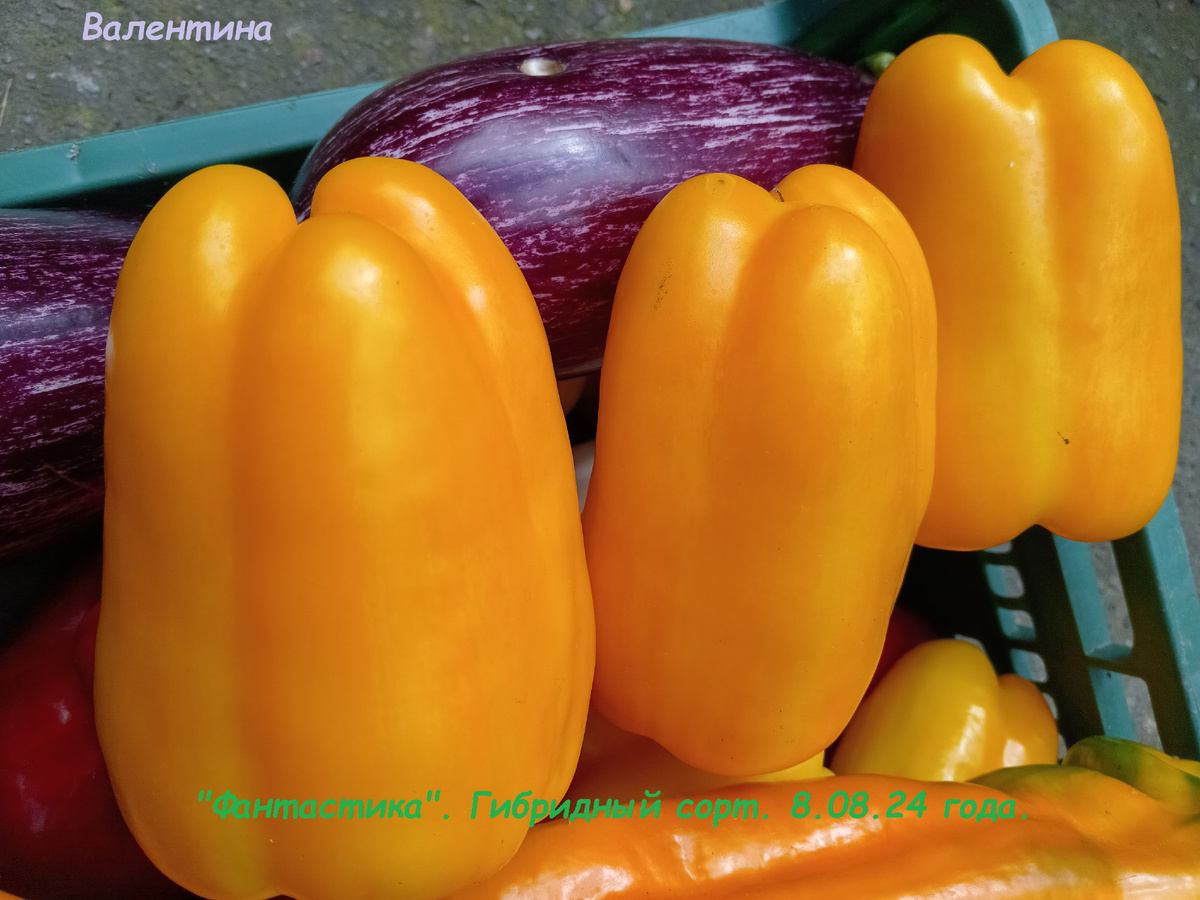 Гибридный сорт "Фантастика" на моих  грядках