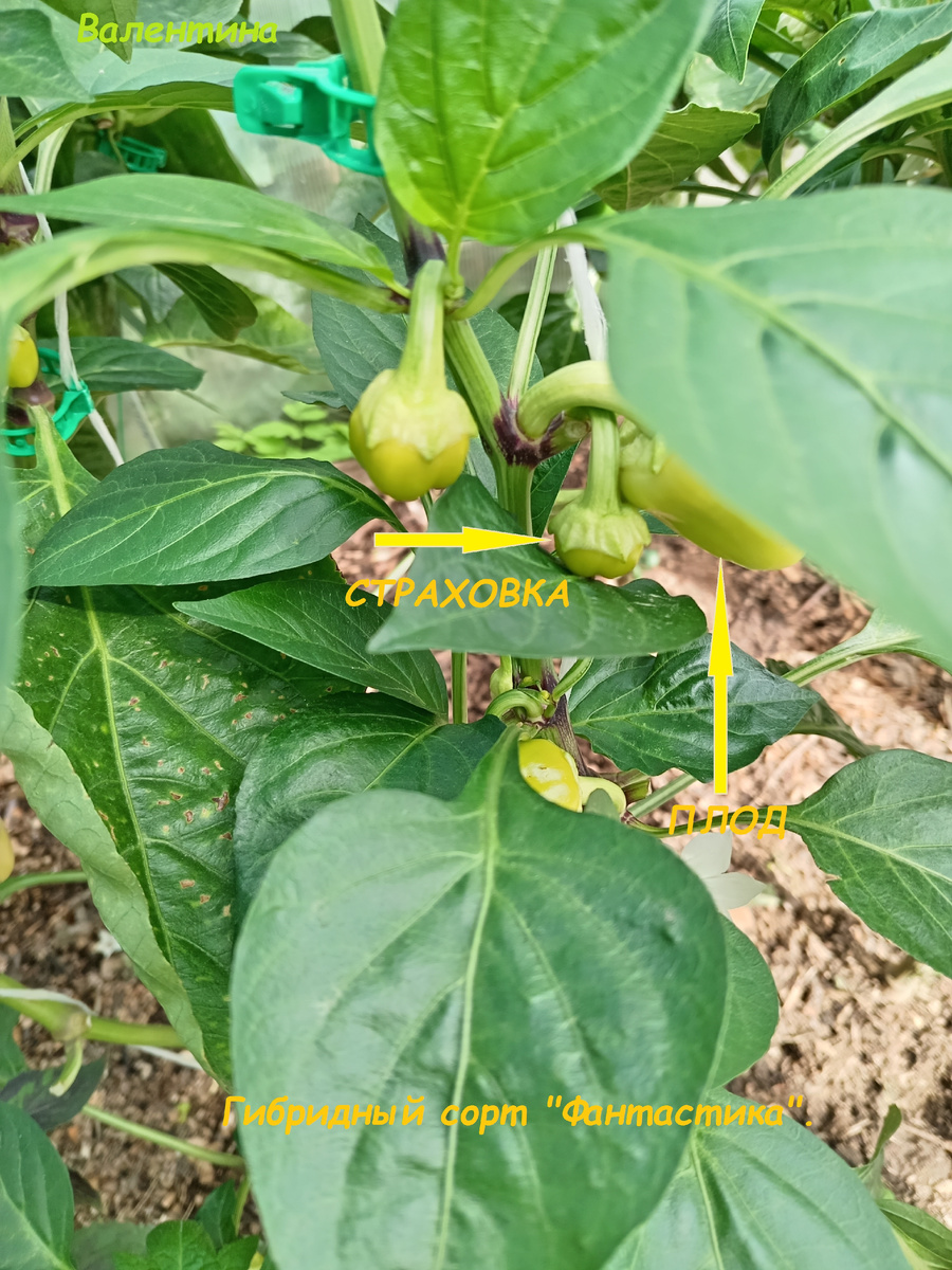 Плод и плод-страховка. 