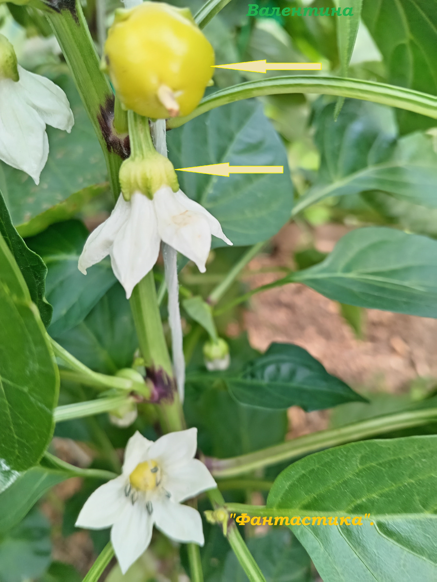 Так по всей длине  ветки.