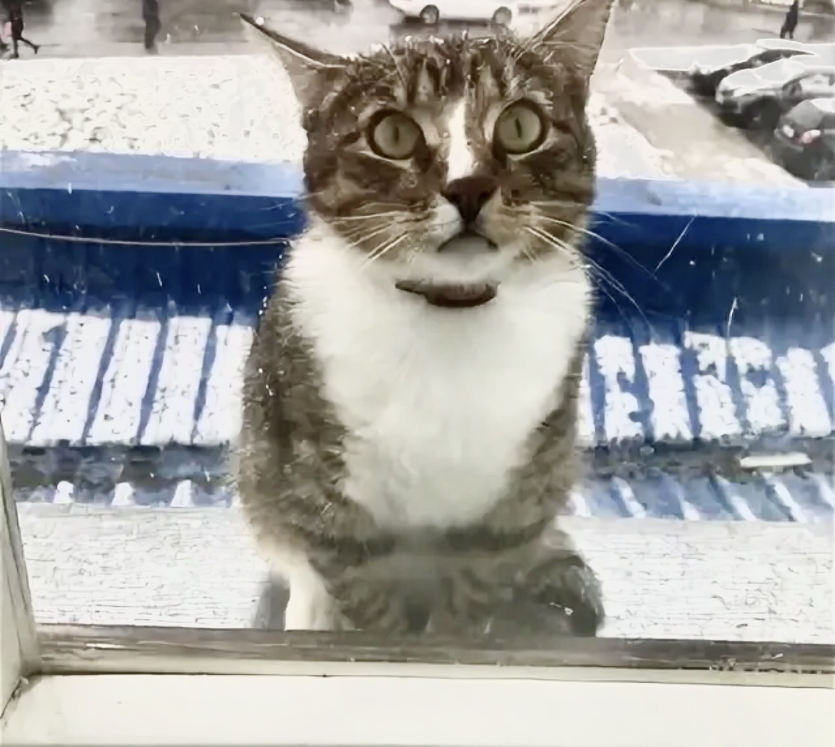 Саня, открой дверь! Я так больше не буду! Саняяяя. 