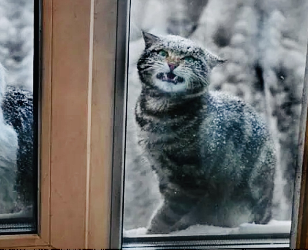 Гыыы… они мне сейчас поверят, а я все равно сделаю так, как захочу. 