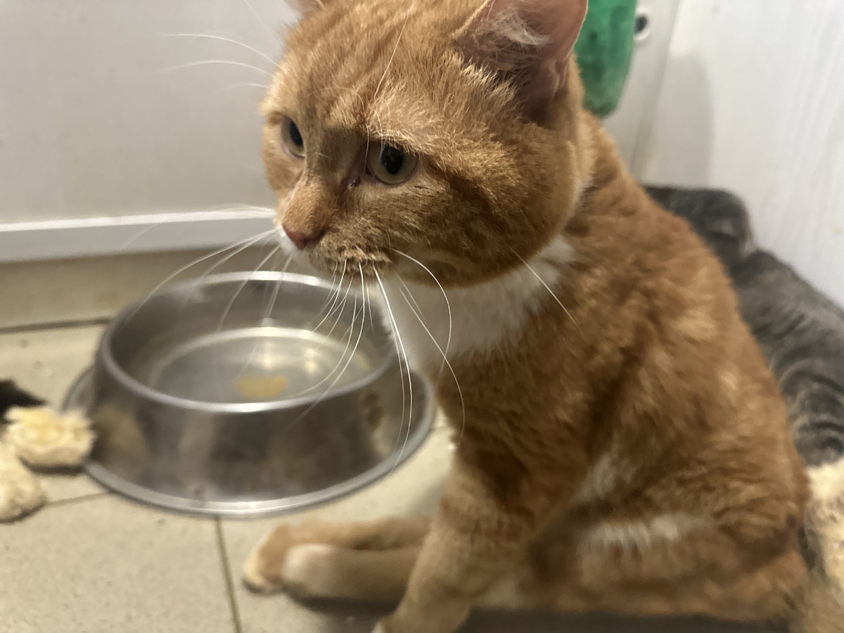 Если вам интересно, кто победит в следующей игре, поддержите нас лайком или комментарием! А пока мы приготовили для вас ещё несколько сложных и необычных вопросов. Давайте посмотрим, кто на этот раз выйдет победителем — Забава или Гриша?