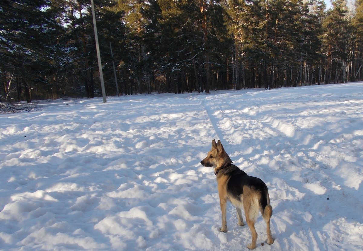 Зимняя прогулка. Фото автора.