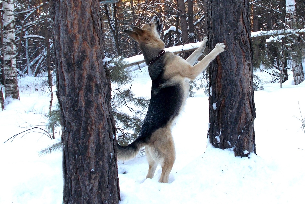 Рада заинтересовалась белкой. Фото автора.