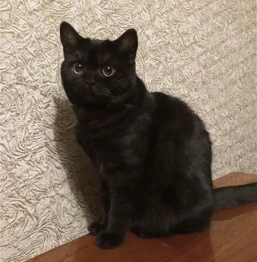 Батя😁🐈‍⬛