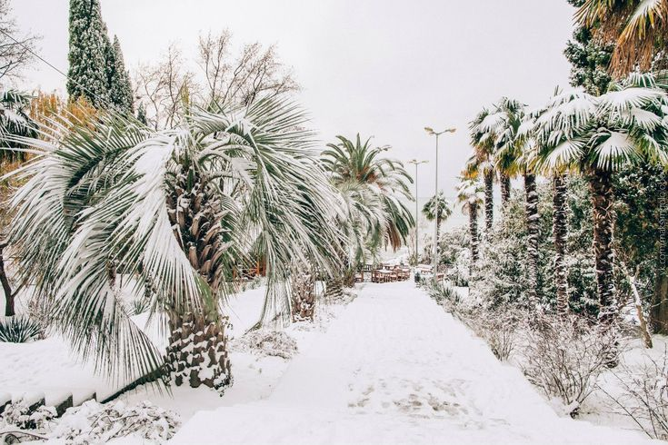 Снег в Дендрарии. Фото с сайта https://www.pinterest.com/pin/609393393301249498/. Взято с Яндекс.Картинки