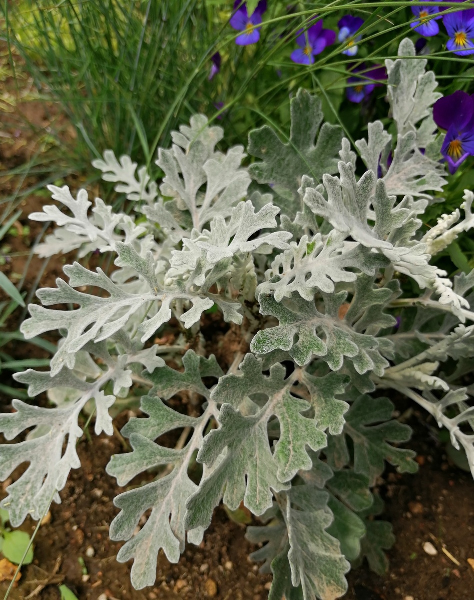 Цинерария, ровно как с клумбы вдоль городского тротуара