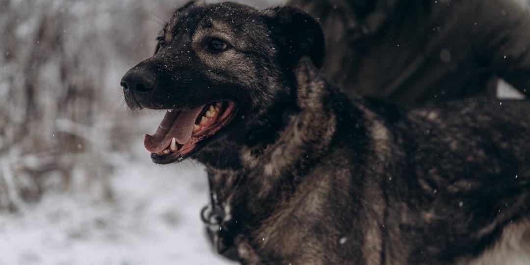 Добряк Грэг ищет дом💕