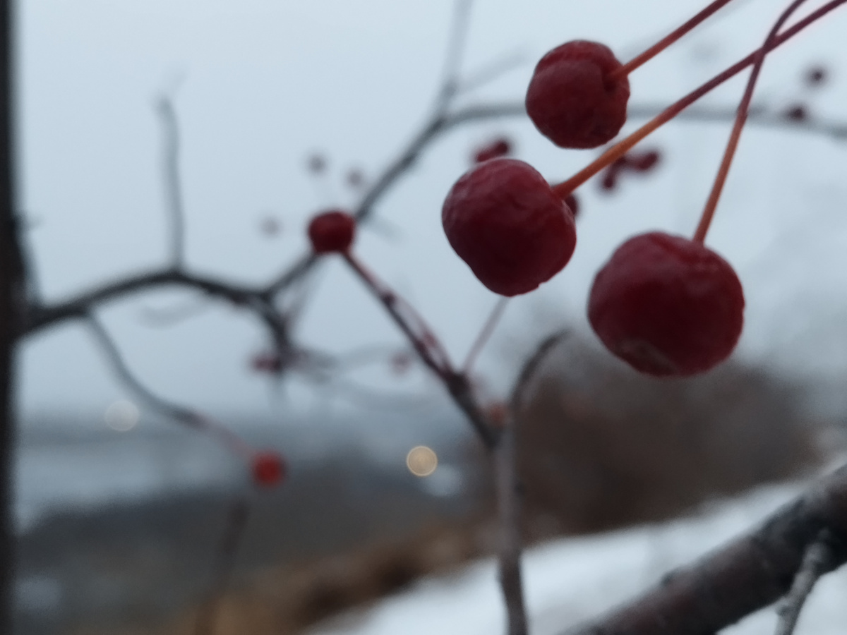 В Красноярске в начале декабря серенько, уныленько и бесснежненько. Сегодняшнее фото