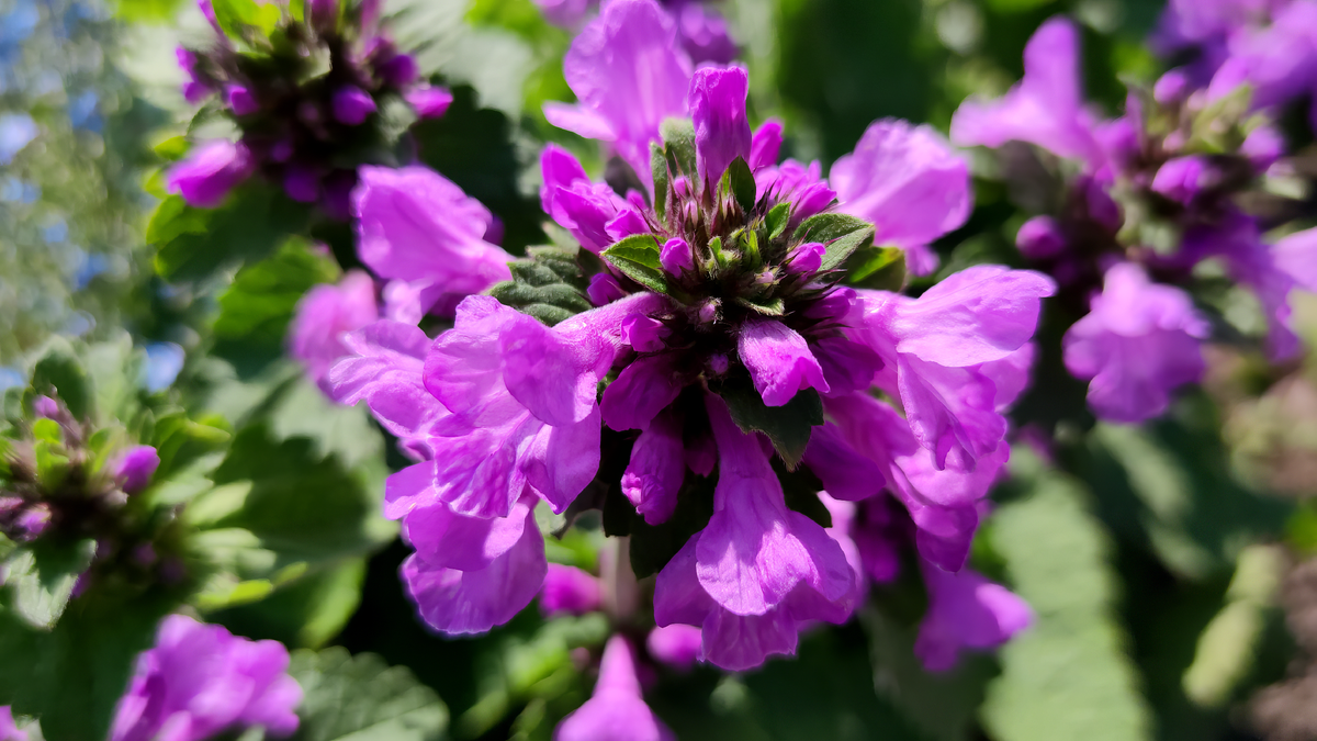 Буквица (Betonica)