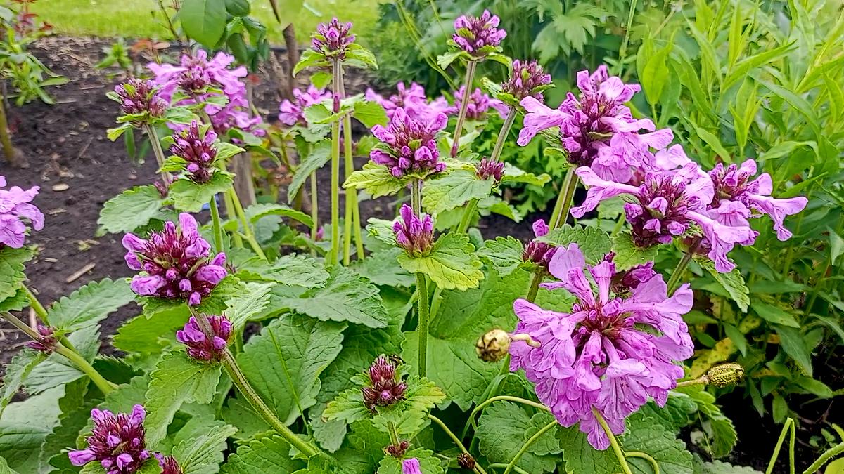 Буквица весной