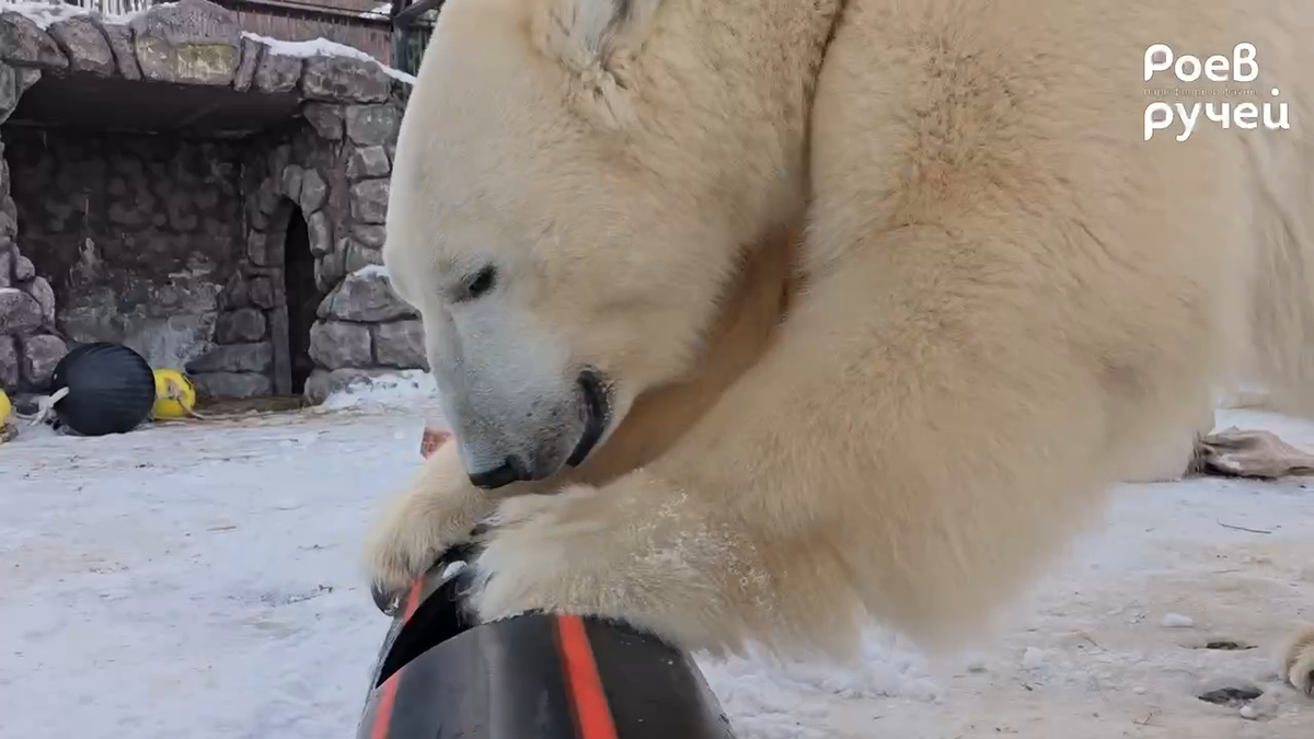     Белому медведю Ермаку из красноярского зоопарка исполнилось четыре года