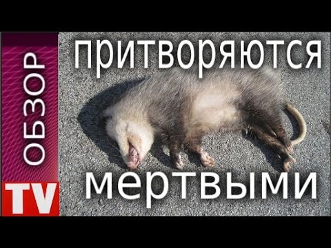Животные притворяющиеся мертвыми. Расслабление демотиваторы. Лучше притвориться мертвым. Претворяется мертвым. Претворяется мертвым.