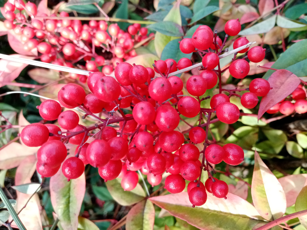 Нандина домашняя (семейство Барбарисовые)