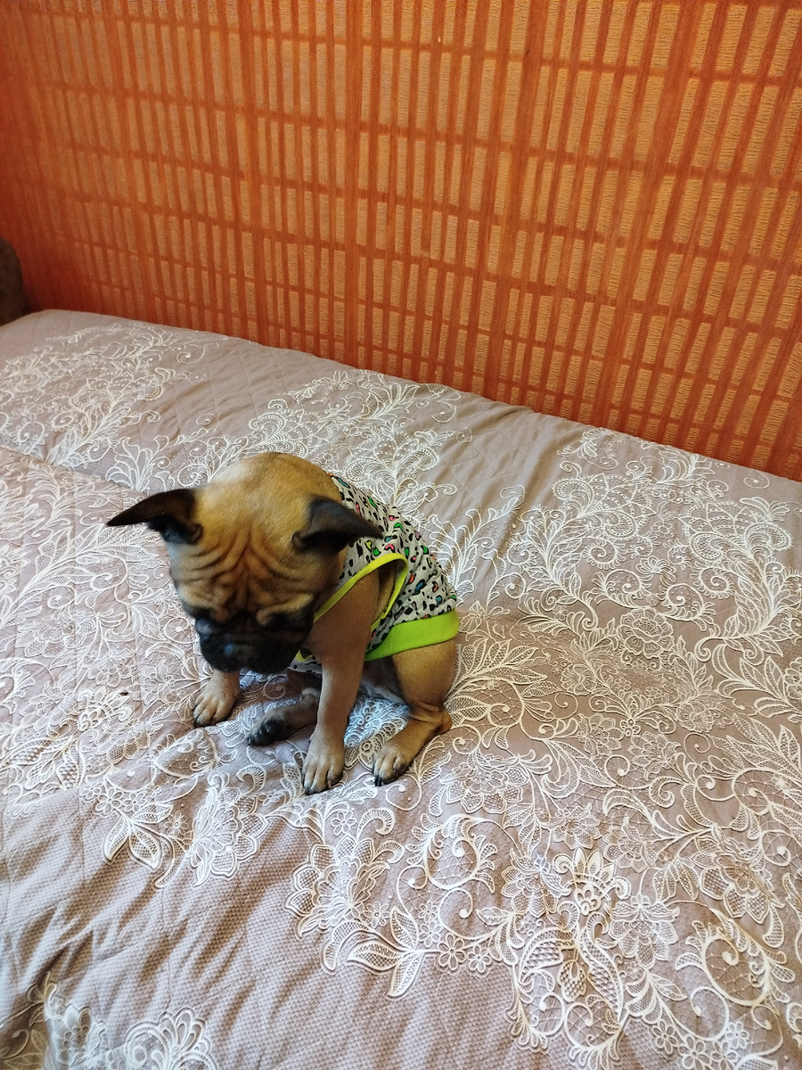 Ева в маечке похожа на ребёночка 