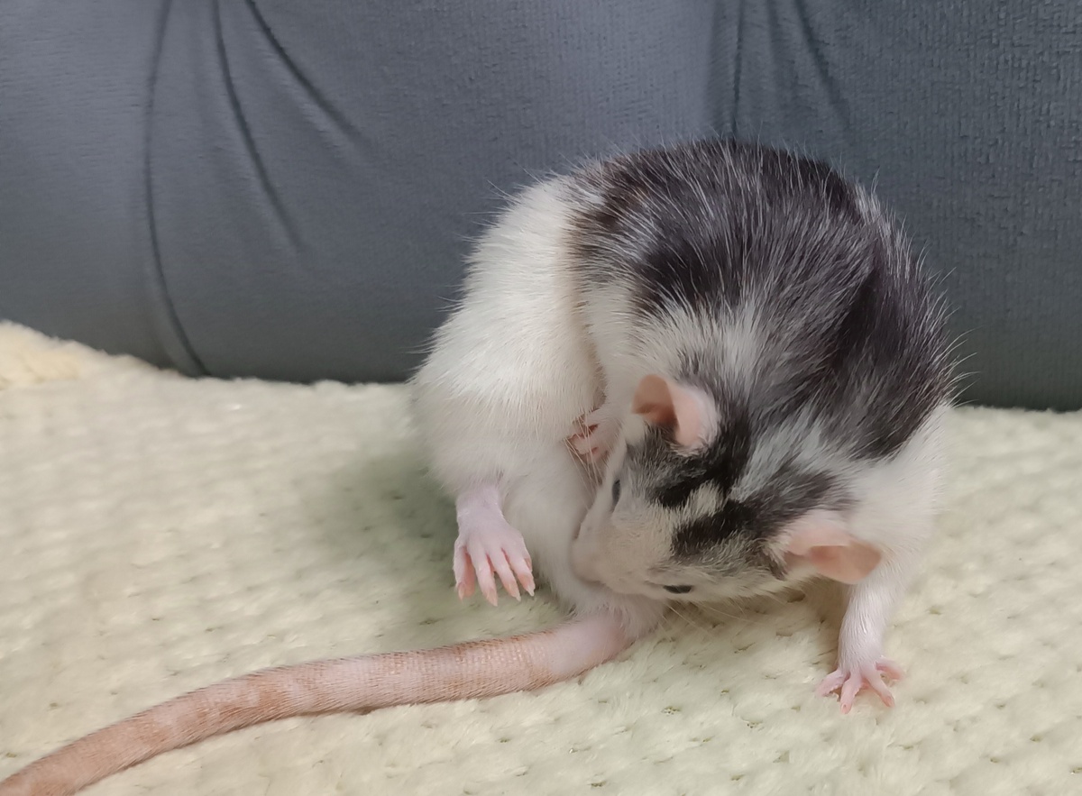 Попу мыть, попу мыть, надо каждый день...