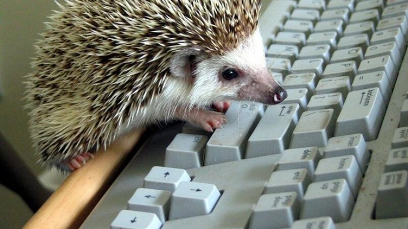     Подборка мемов про программирование ко днюю информатики pikabu.ru