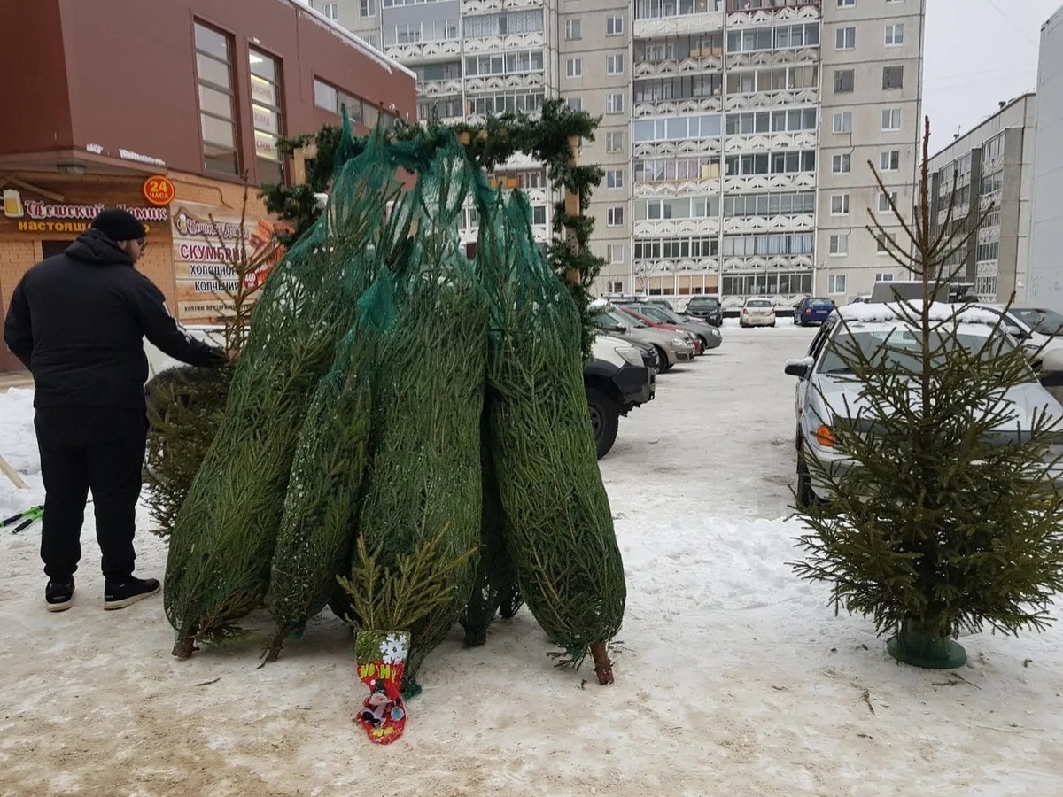 Хорошо когда есть выбор и можно привезти домой красивую ёлочку