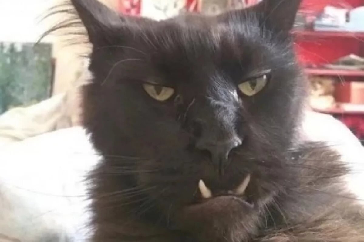    «Колдовской кот» продается за 100 тысяч рублей в Нижнем Новгороде