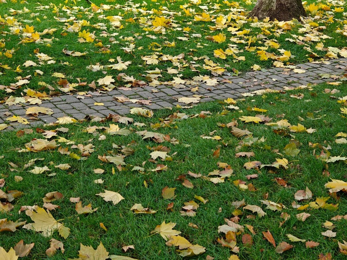    Фото: Юрий Серебренников/BFM Кубань