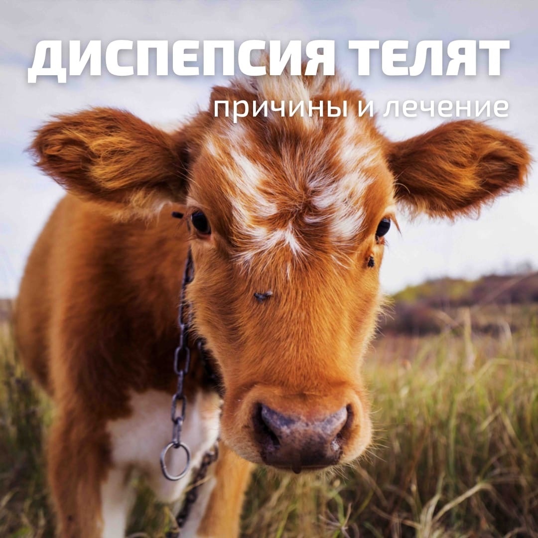 Помощь телятам в первые дни жизни