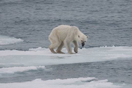    Ученые: Арктика полностью освободится ото льда через три года