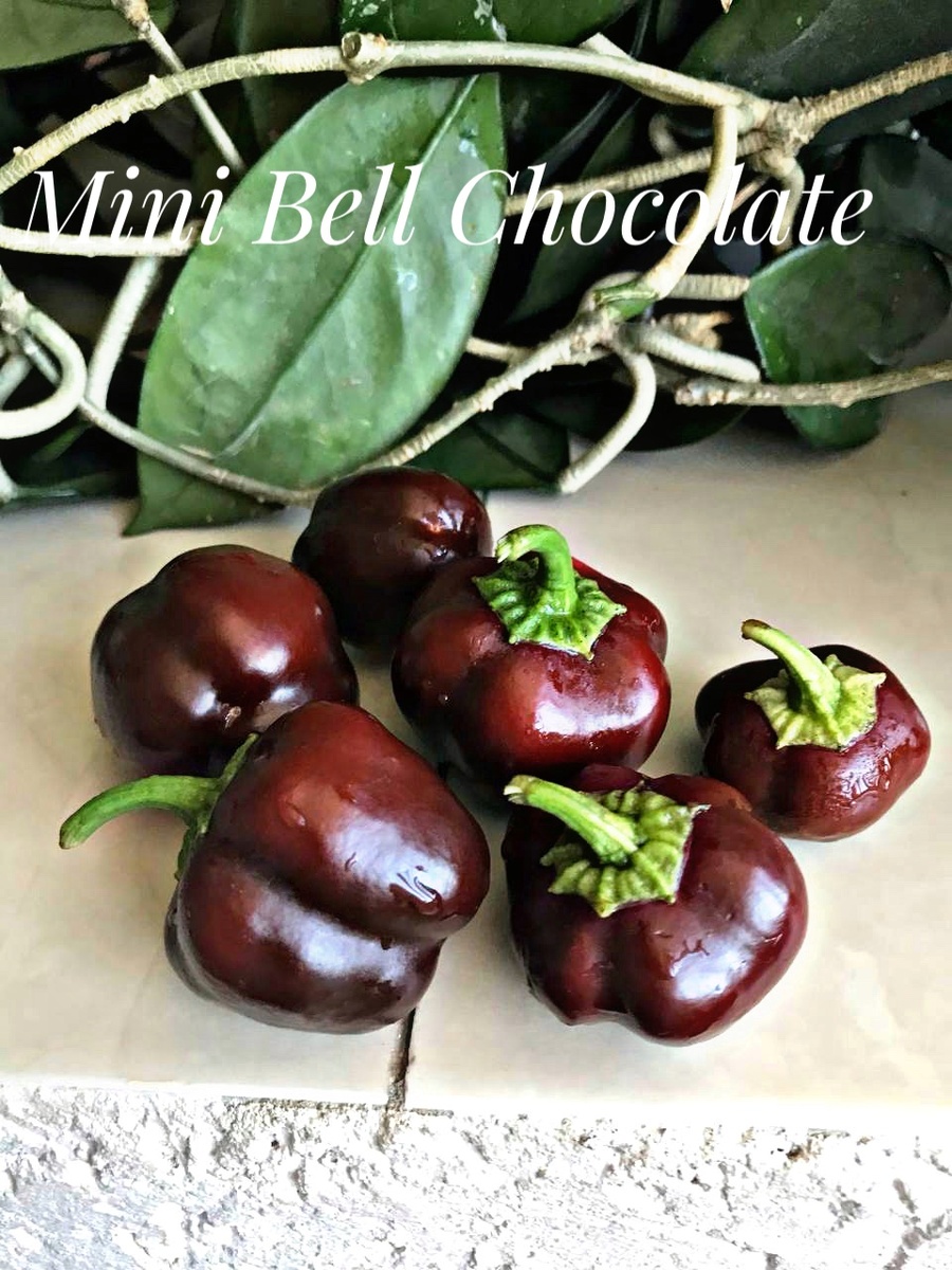 из интернета