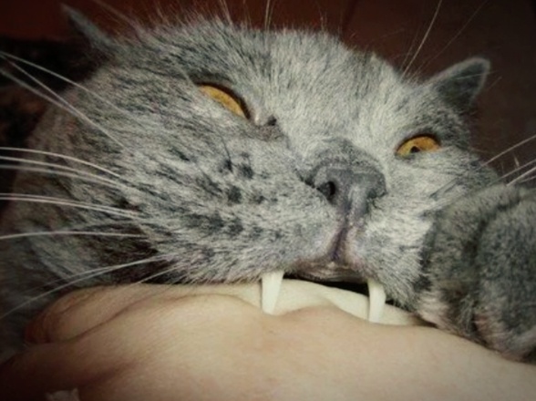 Кошка кусается, что с ней не так? Неочевидная причина, о которой не все догадываются